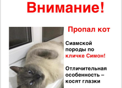 Пропал кот. Нашедшему - вознаграждение! Пропал кот. Нашедшему - вознаграждение!
