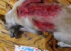 Живодеры пытались содрать шкуру с живой собаки в Шахтах Живодеры пытались содрать шкуру с живой собаки в Шахтах