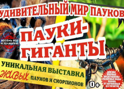 В краеведческом музее города Шахты временно поселились пауки-гиганты и скорпионы В краеведческом музее города Шахты временно поселились пауки-гиганты и скорпионы