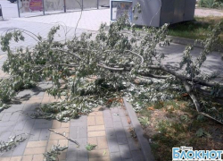 В Шахтах сильный ветер повалил деревья В Шахтах сильный ветер повалил деревья