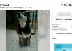 В Шахтах продают пожилую собаку более чем за два миллиона рублей В Шахтах продают пожилую собаку более чем за два миллиона рублей