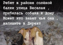 Шахтинка разыскивает свою собаку в Новошахтинске Шахтинка разыскивает свою собаку в Новошахтинске