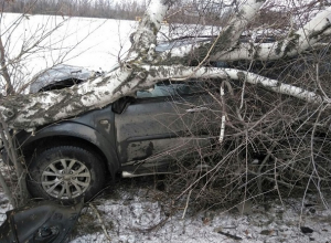 В результате аварии дерево раздавило внедорожник на трассе М-4 под Шахтами В результате аварии дерево раздавило внедорожник на трассе М-4 под Шахтами