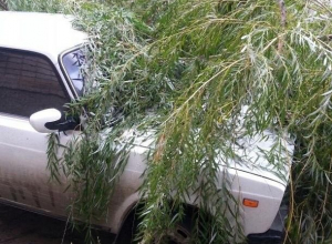 В Шахтах упавшая из-за сильного ветра ива раздавила ВАЗ В Шахтах упавшая из-за сильного ветра ива раздавила ВАЗ