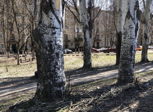 Жители поселка ХБК в Шахтах обеспокоены состоянием старой аллеи Жители поселка ХБК в Шахтах обеспокоены состоянием старой аллеи