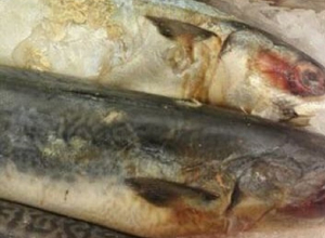 В сетевом магазине шахтинцам предложили «ржавую» рыбу В сетевом магазине шахтинцам предложили «ржавую» рыбу