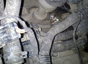 Двух котят спасли из моторного отсека заведённого автомобиля в Шахтах Двух котят спасли из моторного отсека заведённого автомобиля в Шахтах