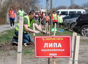 Около детского сада № 46 в Шахтах появилась аллея из молодых лип Около детского сада № 46 в Шахтах появилась аллея из молодых лип