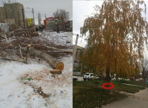 Незаконное уничтожение деревьев шахтинские власти не замечали почти месяц Незаконное уничтожение деревьев шахтинские власти не замечали почти месяц