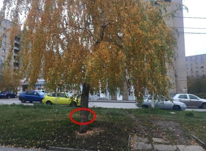 Шахтинцы скорбят по красавице-берёзе и прекрасному ореху, вырубленным в посёлке ХБК Шахтинцы скорбят по красавице-берёзе и прекрасному ореху, вырубленным в посёлке ХБК