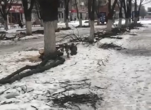 Спиленные на шахтинском «Арбате» ветки оставили лежать на тротуаре Спиленные на шахтинском «Арбате» ветки оставили лежать на тротуаре