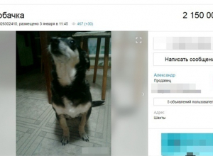В Шахтах продают пожилую собаку более чем за два миллиона рублей В Шахтах продают пожилую собаку более чем за два миллиона рублей