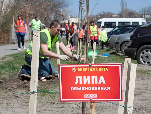 Около детского сада № 46 в Шахтах появилась аллея из молодых лип Около детского сада № 46 в Шахтах появилась аллея из молодых лип