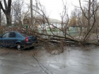 В Новошахтинске дерево упало на «Рено-Логан»
