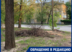 Ветхие деревья спилили, а ветки лежат больше 2 недель: Дарья Иванкова