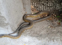 Змею изловили в подвале одного из многоквартирных домов в центре Шахт