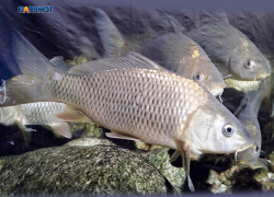 Цена на рыбу в Шахтах одна из самых высоких в регионе