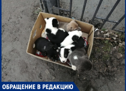 В поселке Красина неизвестные выбросили коробку с крошечными щенками в мусорку 
